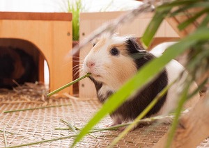 Meerschweinchen frisst Gras