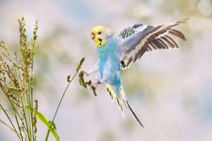 Wellensittich im Landeanflug auf Hirse
