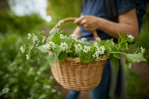 Alle Bilder aus Sammellust und Kochgenuss