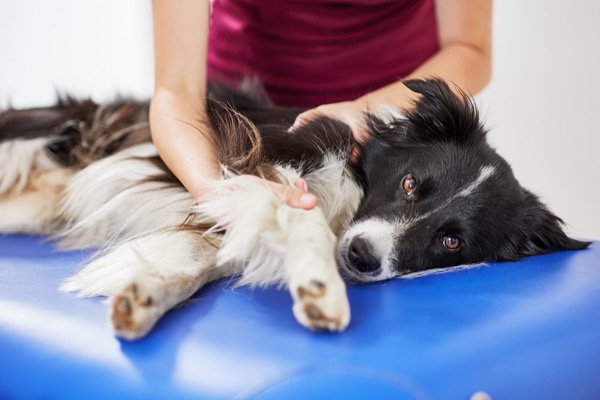  Physiotherapie bei Hunden  Imagebilder webseite bamberg fotograf