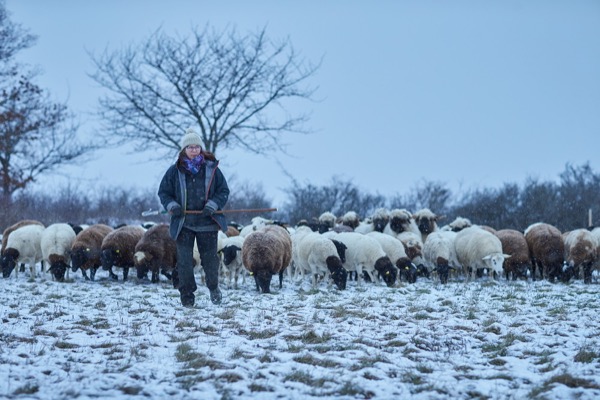  Schaeferin mit Schafherde im Winter foodfotografie hassfurt