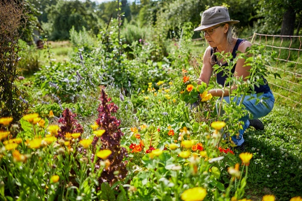 G&auml;rtnerin pfl&uuml;ckt Bl&uuml;ten im bunten Gem&uuml;segarten mit Ringelblumen und Sommerbl&uuml;hern, Foto: Oliver Giel