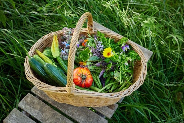 Erntekorb mit Gem&uuml;se und Blumen auf Holzbank, gr&uuml;ner Rasenhintergrund, Foto: Oliver Giel