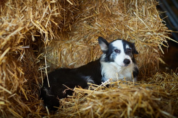  Border Collie liegt im Stroh foodfotografie bildarchiv naturfotograf oliver giel