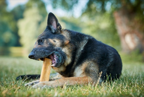 ein schäferhund mit kauartikel, werbefotografie mit hunden für tiernahrung und produkte zum marketing