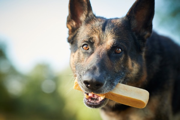 portrait schäferhund mit kauartikel, werbefotografie mit hunden für tiernahrung und produkte zum marketing
