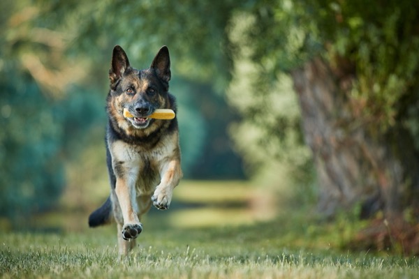 schäferhund rennt auf die kamera zu, werbefotografie mit hunden für tiernahrung und produkte zum marketing