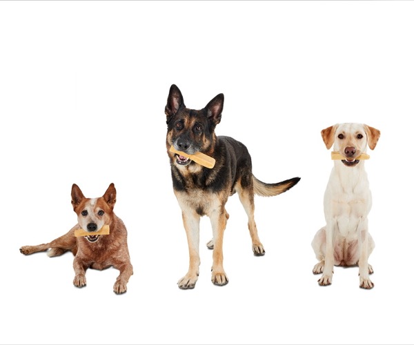 hunde auf weißem hintergrund im webshop, werbefotografie mit hunden für tiernahrung und produkte zum marketing