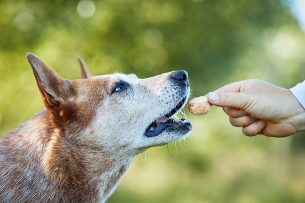 cattle dog bekommt leckerchen, werbefotografie mit hunden für tiernahrung und produkte zum marketing