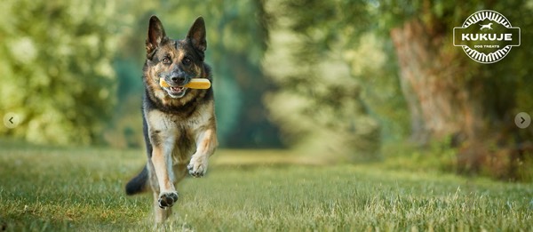 schaeferhunde rennt auf kamera zu für webseite, werbefotografie mit hunden für tiernahrung und produkte zum marketing