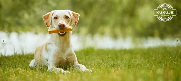 ein labrador liegt n der wiese mit kauartikel, werbefotografie mit hunden für tiernahrung und produkte zum marketing