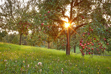 Sonnuntergang auf einer Streuobstwiese in den Haßberge fotografiert vom Landschaftsfotograf und Werbefotograf aus Franken