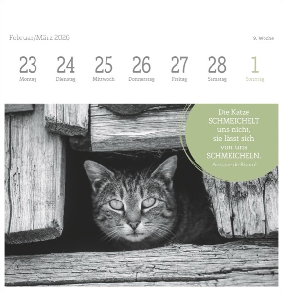 Katzenfotos aus dem Bildarchiv von Oliver Giel aus Haßfurt
