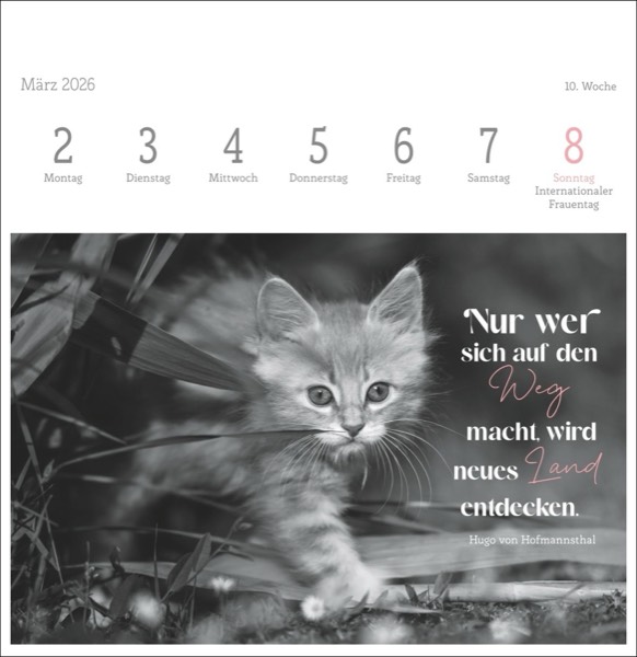 Katzenfotos aus dem Bildarchiv von Oliver Giel aus Haßfurt