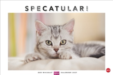 Getigerte Katze mit gr&uuml;nen Augen blickt direkt in Kamera, cremefarben unscharfer Hintergrund, Portr&auml;t, Foto: Oliver Giel