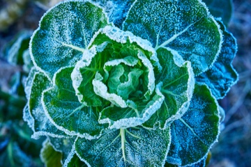 Rosenkohlbl&auml;tter mit Frost &uuml;berzogen