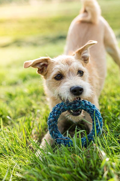  Mischlingshund mit Spielzeug im Maul, Fotos für Webshop, Marketing und Amazon, Produktfotos mit Tieren im Fotostudio
