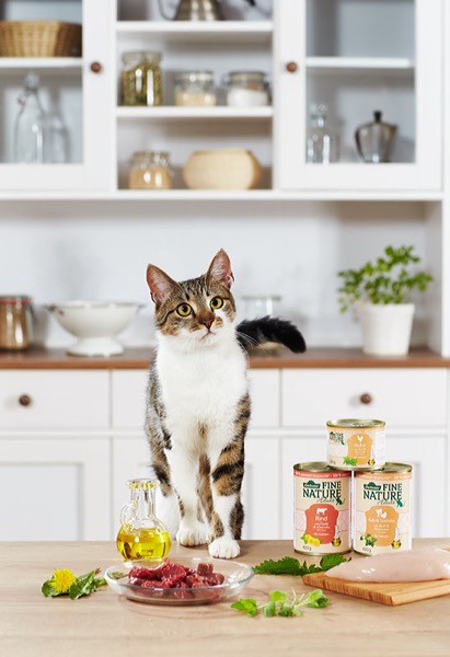  Hauskatze mit neuem Katzenfutter, Fotos für Webshop, Marketing und Amazon, Produktfotos mit Tieren im Fotostudio