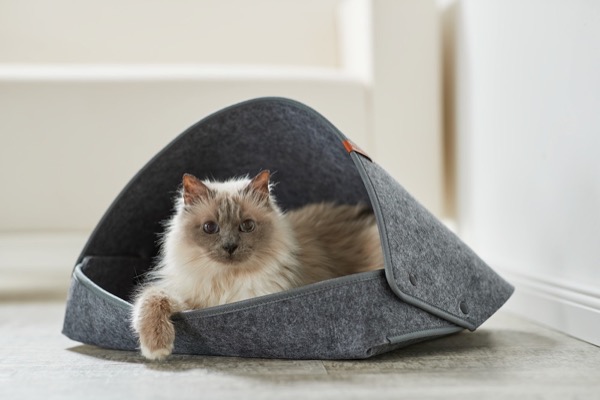 Katzen in einem Katzenbett, Fotos für Webshop, Marketing und Amazon, Produktfotos mit Tieren im Fotostudio