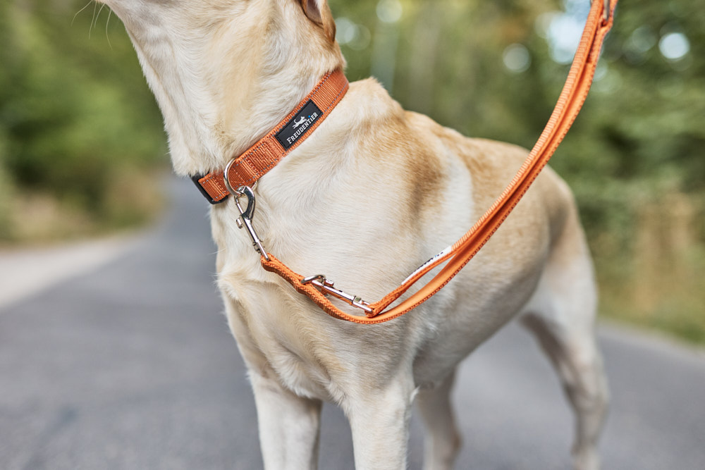  Produktfoto Hundeleine