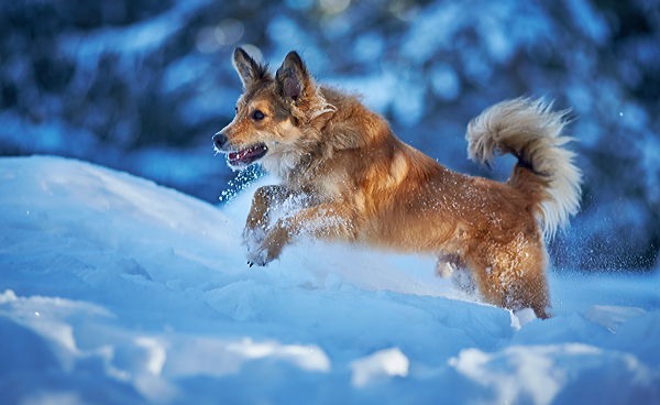  Mischlingshund tierfotograf hundefotograf hassfurt