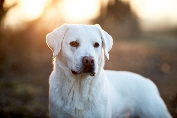  Labrador Retriever tierfotograf hundefotograf hassfurt