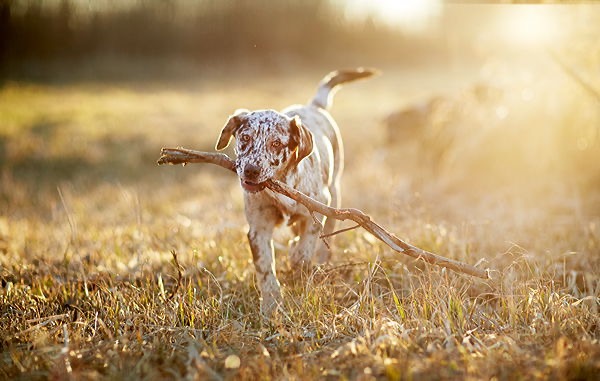  junger Mischlingshund tierfotograf hundefotograf hassfurt