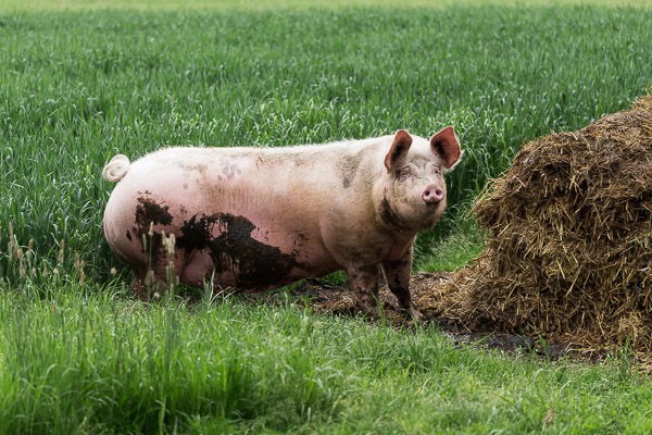  Schweinehaltung traditionell reportage fotograf hassfurt