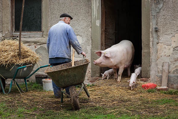  Schweinehaltung traditionell reportage fotograf hassfurt