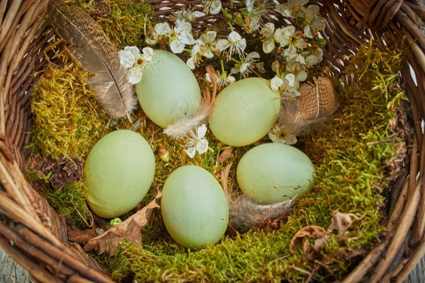  Gefaerbte Ostereier in Nest aus Moos fotograf oliver giel hassfurt