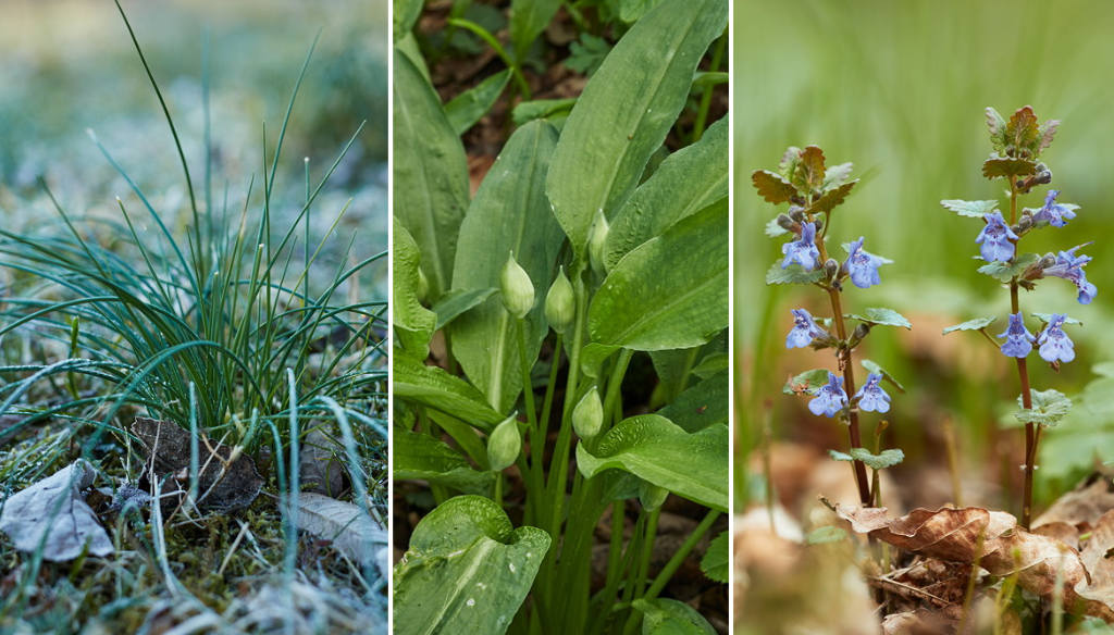 Schnittlauch, B&auml;rlauch und Gundermann, Wildkr&auml;uter mit Bl&uuml;ten und Blattdetails, Makroaufnahmen, Foto: Oliver Giel