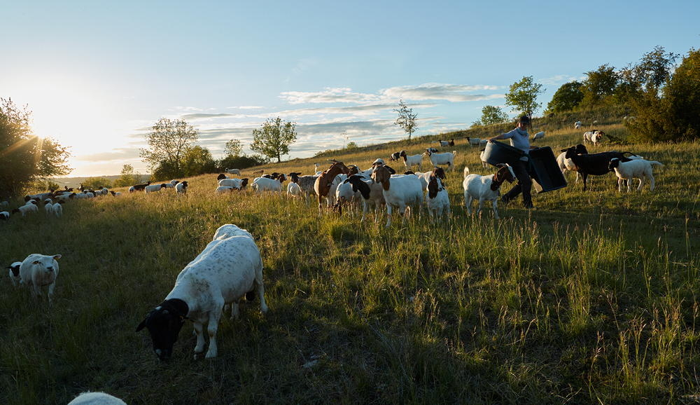 Sch&auml;ferin tr&auml;gt Wasser zur Herde, Weide bei Sonnenuntergang, Reportage, Foto: Oliver Giel