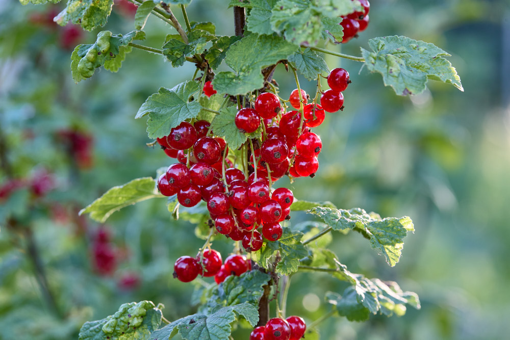 Rote Johannisbeeren an gr&uuml;nem Strauch mit Bl&auml;ttern, Makroaufnahme, Foto: Oliver Giel