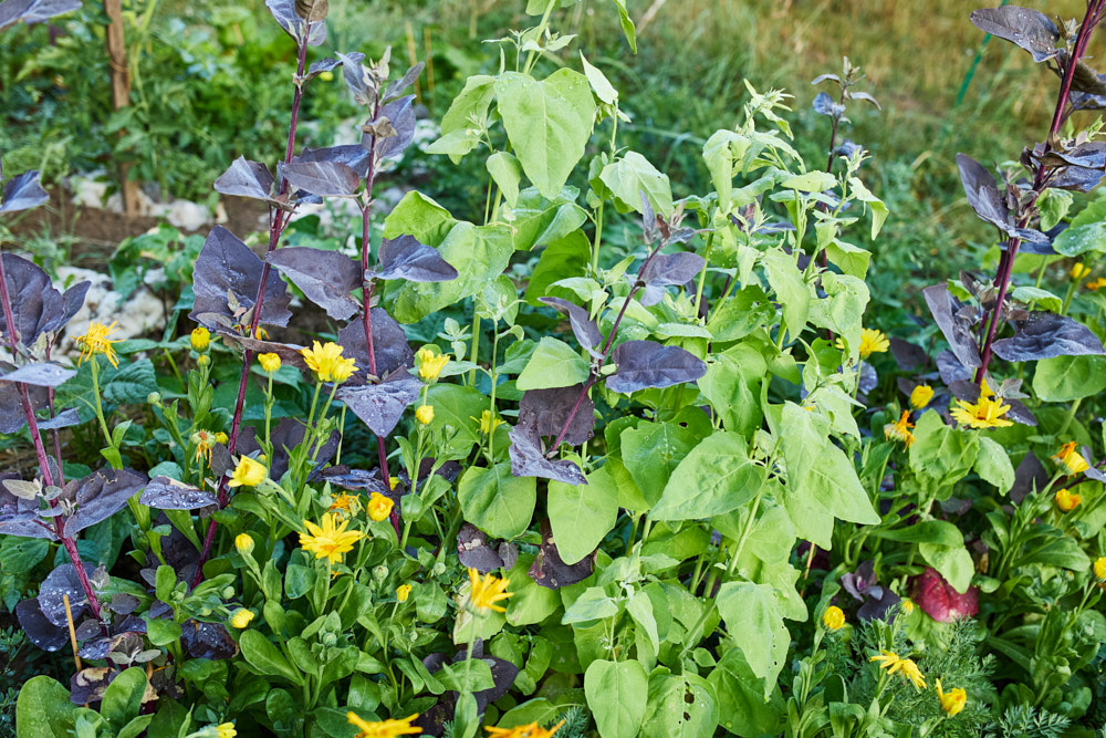 Rote und gr&uuml;ne Gartenmelde mit gelben Bl&uuml;ten in Gem&uuml;segarten, Foto: Oliver Giel