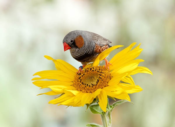  Zebrafink auf Sonnenblume tierfotograf fotostudio heimtiere