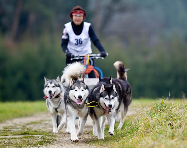  Huskys ziehen Wagen tierfotograf hundefotograf