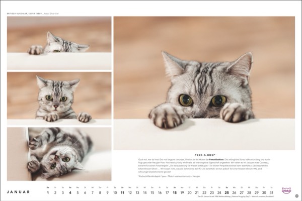 Katzenfotos vom Tierfotografen Oliver Giel aus Haßfurt für den Whiskas Kalender