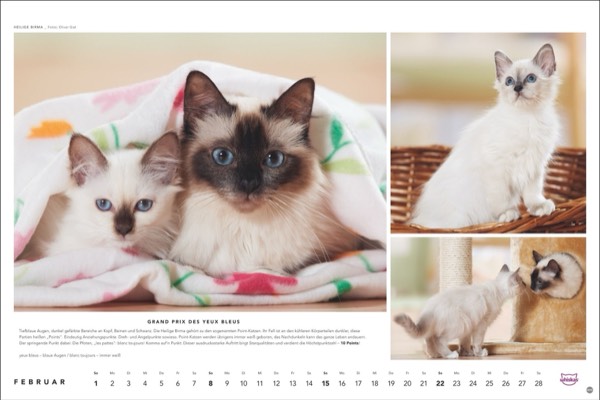 Katzenfotos vom Tierfotografen Oliver Giel aus Haßfurt für den Whiskas Kalender