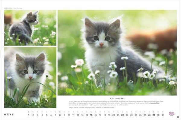 Katzenfotos vom Tierfotografen Oliver Giel aus Haßfurt für den Whiskas Kalender