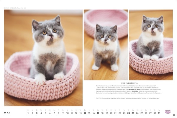 Katzenfotos vom Tierfotografen Oliver Giel aus Haßfurt für den Whiskas Kalender