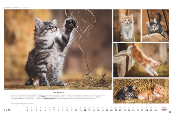 Katzenfotos vom Tierfotografen Oliver Giel aus Haßfurt für den Whiskas Kalender