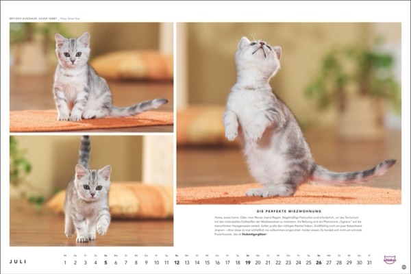 Katzenfotos vom Tierfotografen Oliver Giel aus Haßfurt für den Whiskas Kalender