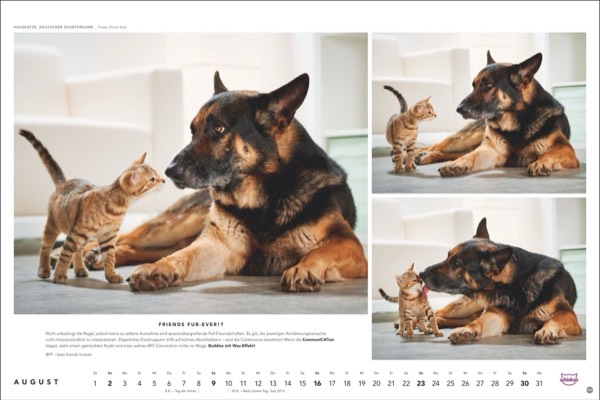 Katzenfotos vom Tierfotografen Oliver Giel aus Haßfurt für den Whiskas Kalender