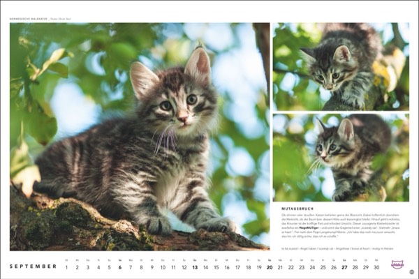 Katzenfotos vom Tierfotografen Oliver Giel aus Haßfurt für den Whiskas Kalender