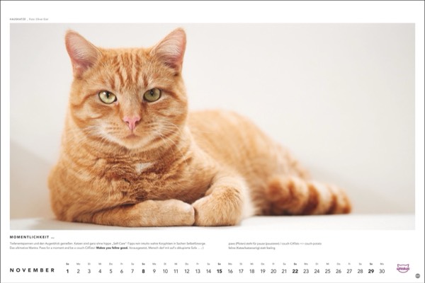 Katzenfotos vom Tierfotografen Oliver Giel aus Haßfurt für den Whiskas Kalender