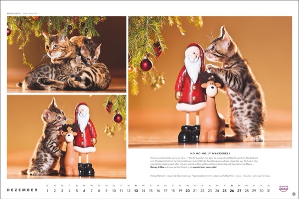 Katzenfotos vom Tierfotografen Oliver Giel aus Haßfurt für den Whiskas Kalender