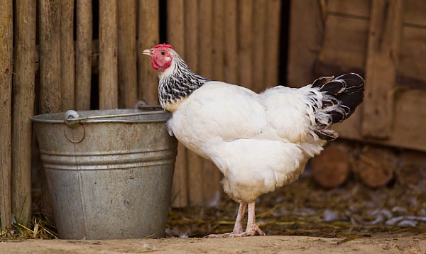 Tierfotograf mit Bildarchiv und ausdrcuksstarken Bildern rund um das Thema Hühner und Hühnerhaltung