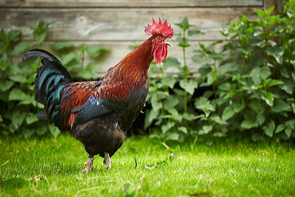 Tierfotograf mit Bildarchiv und ausdrcuksstarken Bildern rund um das Thema Hühner und Hühnerhaltung