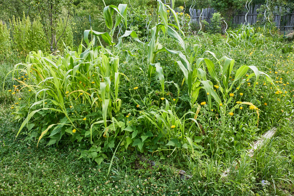 Beet in einem Gem&uuml;segarten mit Zuckermais, Buschbohnen, Tomatenpflanzen und gelb bl&uuml;henden Ringelblumen. Im Hintergrund Holzzaun, Rankst&auml;be und weitere Gartenvegetation.