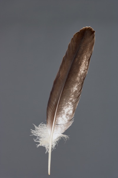  Feder von einem Weisskopfseeadler tierfotograf oliver giel